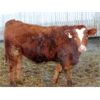Image 2 : J&R Peterson - 975# Weaned Steers - 105 Head (Barnwell, AB)