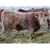 Image 3 : J&R Peterson - 975# Weaned Steers - 105 Head (Barnwell, AB)
