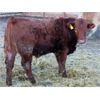 Image 4 : J&R Peterson - 975# Weaned Steers - 105 Head (Barnwell, AB)