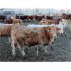 Image 5 : J&R Peterson - 975# Weaned Steers - 105 Head (Barnwell, AB)