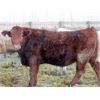 Image 6 : J&R Peterson - 975# Weaned Steers - 105 Head (Barnwell, AB)