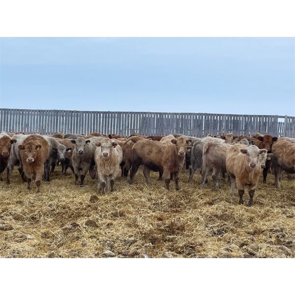 Hines Ranching Co. Ltd. - 850# Weaned Heifers - 216 Head (Marwayne, AB)