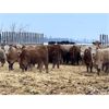 Image 3 : Hines Ranching Co. Ltd. - 850# Weaned Heifers - 216 Head (Marwayne, AB)