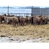 Image 2 : Hines Ranching Co. Ltd. - 850# Weaned Heifers - 216 Head (Marwayne, AB)