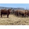 Image 3 : Hines Ranching Co. Ltd. - 850# Weaned Heifers - 216 Head (Marwayne, AB)