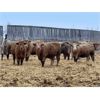 Image 2 : Hines Ranching Co. Ltd. - 850# Weaned Heifers - 216 Head (Marwayne, AB)