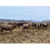 Image 8 : Hines Ranching Co. Ltd. - 850# Weaned Heifers - 216 Head (Marwayne, AB)