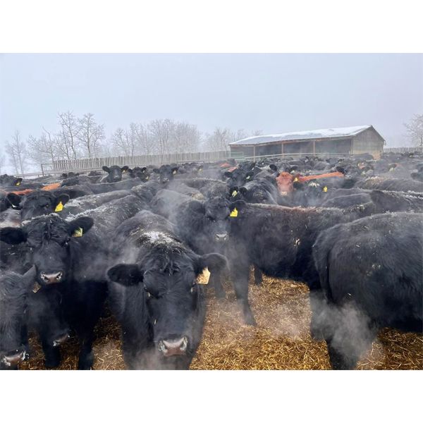 Woodland Farms - 975# Open Heifers - 260 Head (Keephills, AB)
