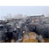 Image 1 : Woodland Farms - 975# Open Heifers - 260 Head (Keephills, AB)