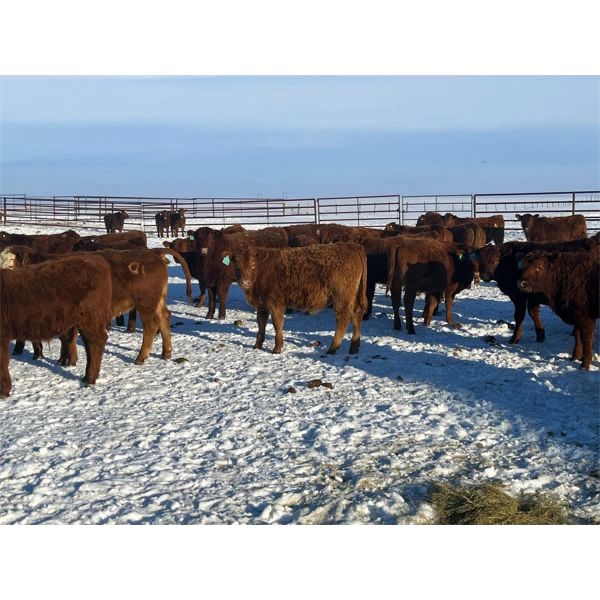 Clay Ridge Farms Inc. - 500# Weaned Steers - 100 Head (Big Stone, AB)