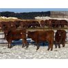 Image 3 : Clay Ridge Farms Inc. - 500# Weaned Steers - 100 Head (Big Stone, AB)