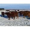 Image 4 : Clay Ridge Farms Inc. - 500# Weaned Steers - 100 Head (Big Stone, AB)