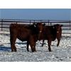 Image 5 : Clay Ridge Farms Inc. - 500# Weaned Steers - 100 Head (Big Stone, AB)