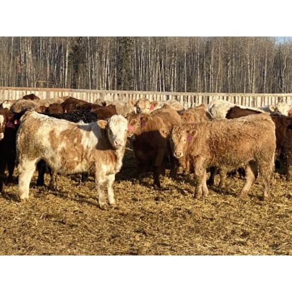 Cunningham Cattle Co. - 900# Weaned Steers - 200 Head (Sundre, AB)