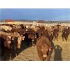 Image 2 : Cunningham Cattle Co. - 900# Weaned Steers - 200 Head (Sundre, AB)