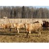 Image 3 : Cunningham Cattle Co. - 900# Weaned Steers - 200 Head (Sundre, AB)