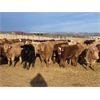 Image 4 : Cunningham Cattle Co. - 900# Weaned Steers - 200 Head (Sundre, AB)