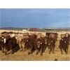 Image 6 : Cunningham Cattle Co. - 900# Weaned Steers - 200 Head (Sundre, AB)