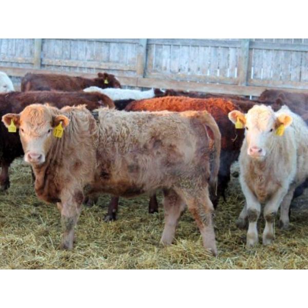 J&R Peterson - 825# Weaned Heifers - 66 Head (Barnwell, AB)