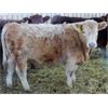 Image 3 : J&R Peterson - 825# Weaned Heifers - 66 Head (Barnwell, AB)
