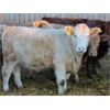 Image 5 : J&R Peterson - 825# Weaned Heifers - 66 Head (Barnwell, AB)