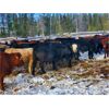 Image 3 : Guichon Creek Ranch - 840# Weaned Steers - 72 Head (Anahim Lake, BC)
