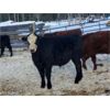 Image 5 : Guichon Creek Ranch - 840# Weaned Steers - 72 Head (Anahim Lake, BC)