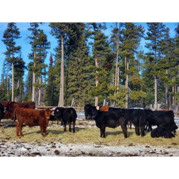 Guichon Creek Ranch - 700# Weaned Steers - 86 Head (Anahim Lake, BC)