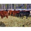 Image 2 : Guichon Creek Ranch - 700# Weaned Steers - 86 Head (Anahim Lake, BC)