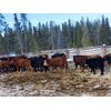 Image 4 : Guichon Creek Ranch - 700# Weaned Steers - 86 Head (Anahim Lake, BC)
