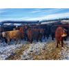 Image 5 : Guichon Creek Ranch - 700# Weaned Steers - 86 Head (Anahim Lake, BC)
