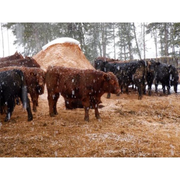 Ian & Bev Smith - 850# Weaned Steers - 48 Head (Rock Creek, BC)