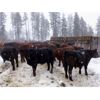 Image 2 : Ian & Bev Smith - 850# Weaned Steers - 48 Head (Rock Creek, BC)
