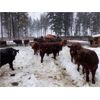 Image 3 : Ian & Bev Smith - 850# Weaned Steers - 48 Head (Rock Creek, BC)