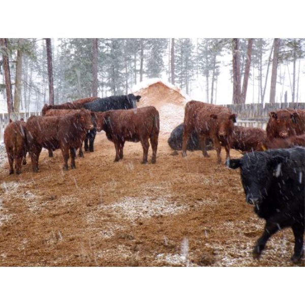 Ian & Bev Smith - 800# Weaned Heifers - 27 Head (Rock Creek, BC)