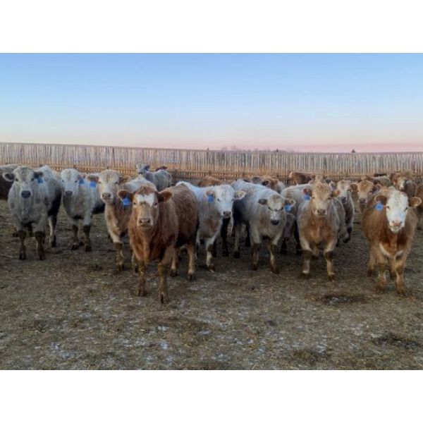 Cunningham Cattle Co. - 850# Weaned Heifers - 275 Head (Sundre, AB)