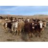 Image 2 : Cunningham Cattle Co. - 850# Weaned Heifers - 275 Head (Sundre, AB)