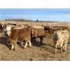 Image 6 : Cunningham Cattle Co. - 850# Weaned Heifers - 275 Head (Sundre, AB)