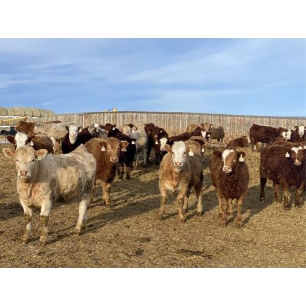 Cunningham Cattle Co. - 750# Weaned Heifers - 45 Head (Sundre, AB)