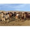 Image 1 : Cunningham Cattle Co. - 750# Weaned Heifers - 45 Head (Sundre, AB)