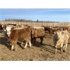 Image 5 : Cunningham Cattle Co. - 750# Weaned Heifers - 45 Head (Sundre, AB)