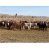Image 6 : Cunningham Cattle Co. - 750# Weaned Heifers - 45 Head (Sundre, AB)