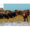 Image 2 : Vossepoel Cattle Co. - 652# Weaned Steers - 89 Head (Tilley, AB)