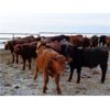 Image 3 : Vossepoel Cattle Co. - 652# Weaned Steers - 89 Head (Tilley, AB)