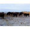 Image 5 : Vossepoel Cattle Co. - 652# Weaned Steers - 89 Head (Tilley, AB)