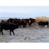 Image 6 : Vossepoel Cattle Co. - 652# Weaned Steers - 89 Head (Tilley, AB)