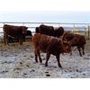 Image 7 : Vossepoel Cattle Co. - 652# Weaned Steers - 89 Head (Tilley, AB)