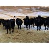 Image 3 : Marty Edge - 15 Black Angus X Bred Heifers (Cochrane, AB)