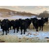 Image 7 : Marty Edge - 15 Black Angus X Bred Heifers (Cochrane, AB)
