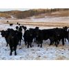 Image 9 : Marty Edge - 15 Black Angus X Bred Heifers (Cochrane, AB)